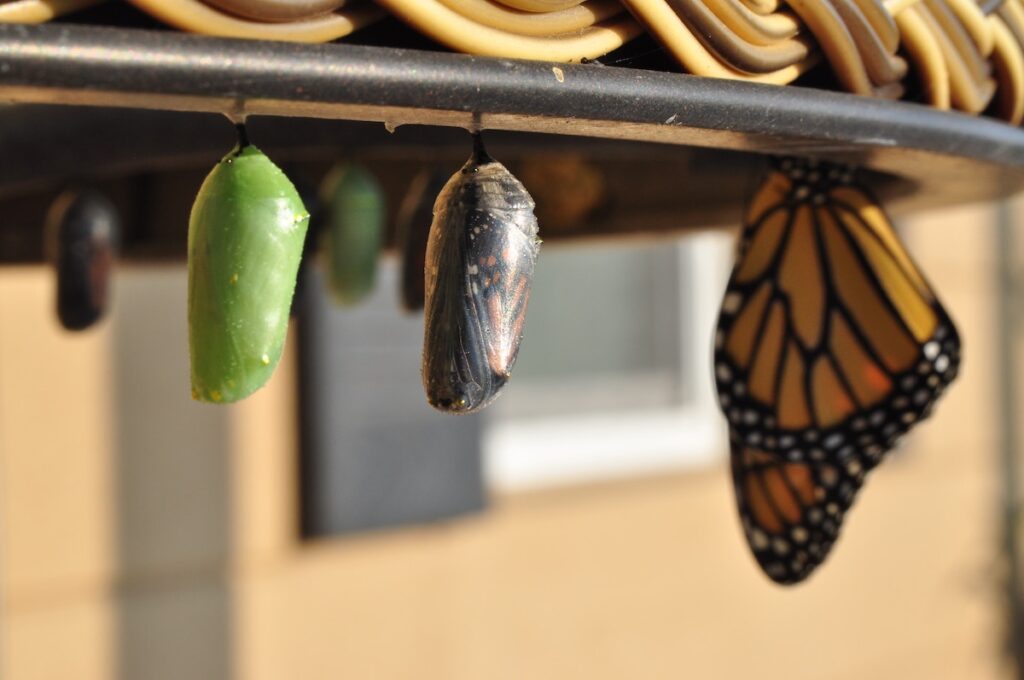 Four stages of a monarch butterfly’s metamorphosis showcase a growth mindset: a green chrysalis, a dark chrysalis, and a butterfly emerging, all hanging from the underside of a basket with a blurred background.